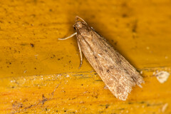 Helcystogramma lutatella