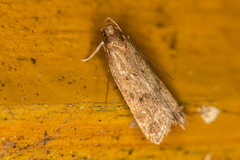 Helcystogramma lutatella