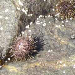 Psammechinus miliaris