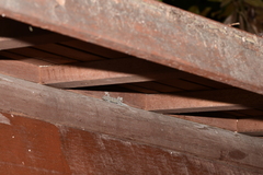 Gekko japonicus