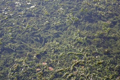 Elodea nuttallii