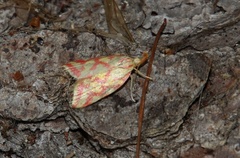Hypercallia citrinalis