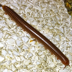 Thyropygus allevatus