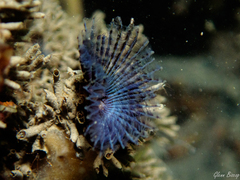 Bispira polyomma