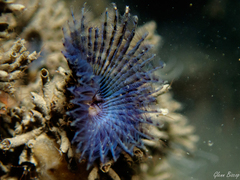 Bispira polyomma