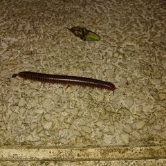 Thyropygus allevatus