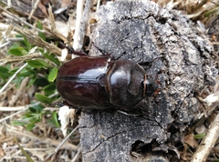 Oryctes nasicornis grypus