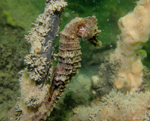 Short-snouted Seahorse, Zeeuwse meren, 158_13_400, NL, photo 10 of 10