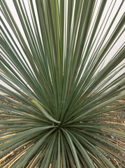 Yucca linearifolia