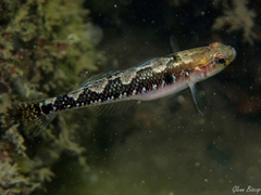 Two-Spotted Goby photo 2