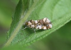 Acontia transfigurata