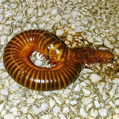 Thyropygus allevatus