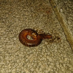 Thyropygus allevatus