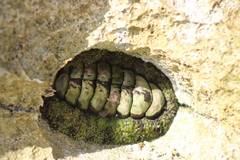 Acanthopleura gemmata