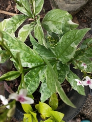 Pseuderanthemum carruthersii