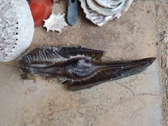 Callorhinchus capensis