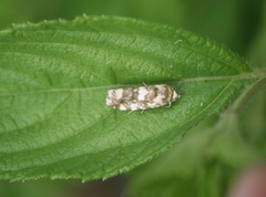 Acontia transfigurata