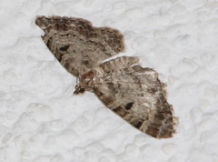 Eupithecia abietaria