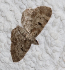 Eupithecia abietaria