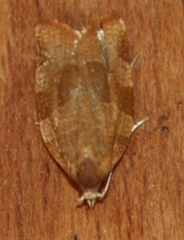 Pandemis cinnamomeana