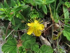 Hypericum nagasawae