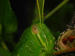Chondracris