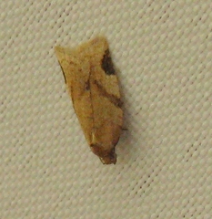 Paramesia gnomana