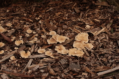 Clitocybe semiocculta