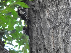 Dendrocopos syriacus