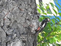 Dendrocopos syriacus