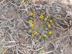 Euphorbia flanaganii