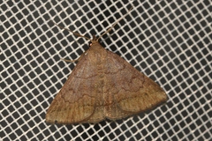 Zanclognatha lunalis