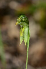 Pterostylis chlorogramma