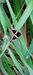 Chalciope mygdon
