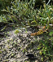 Grevillea angustiloba