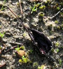 Grevillea angustiloba