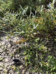 Grevillea angustiloba