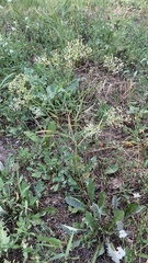 Falcaria vulgaris