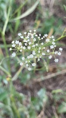 Falcaria vulgaris