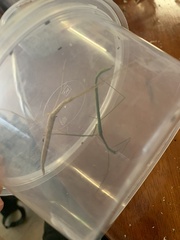 Sipyloidea larryi