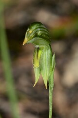 Pterostylis chlorogramma
