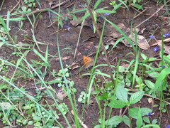 Junonia almana almana