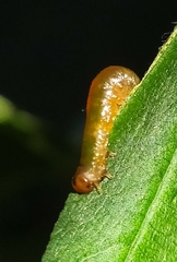 Tenthredinidae