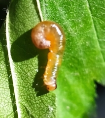 Tenthredinidae