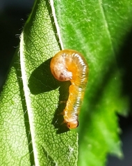 Tenthredinidae