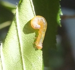Tenthredinidae