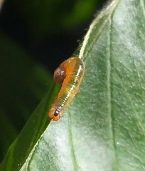 Tenthredinidae
