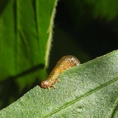 Tenthredinidae