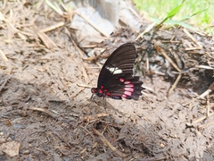 Mimoides ilus branchus