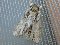 Shaka atrovittatus